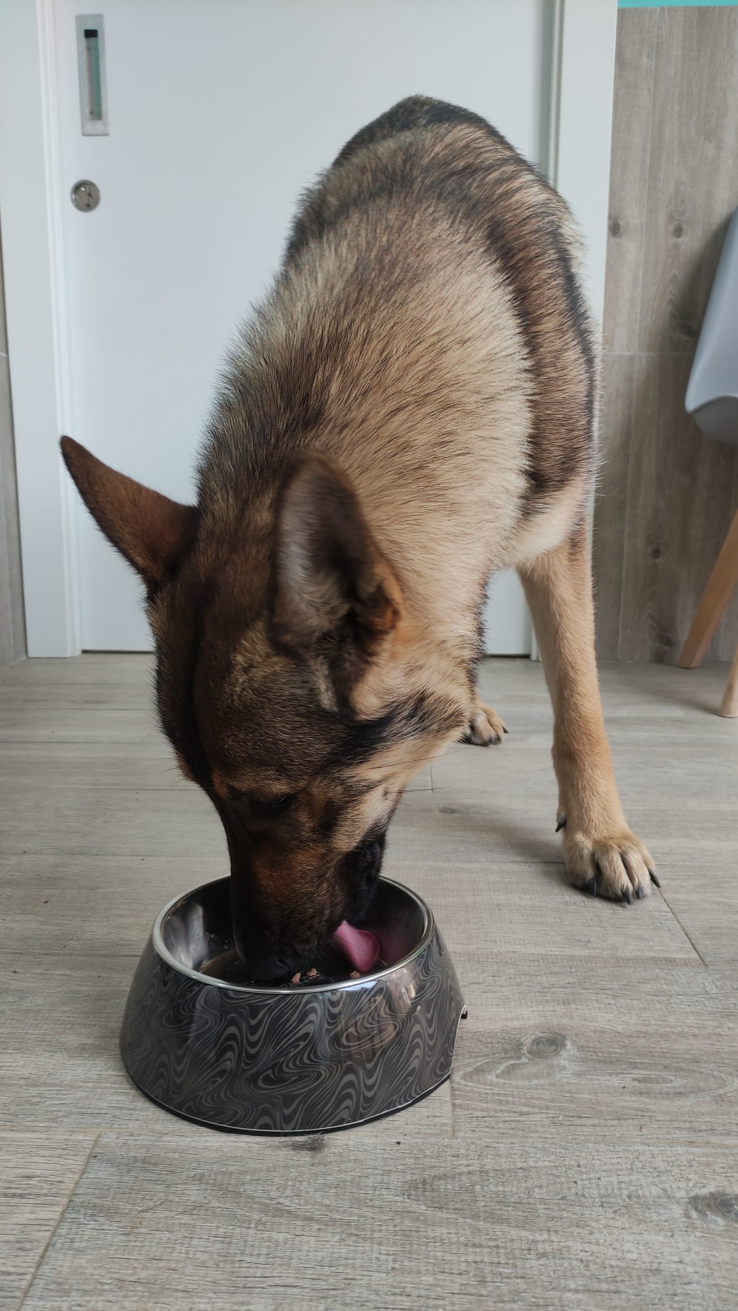 perro comiendo