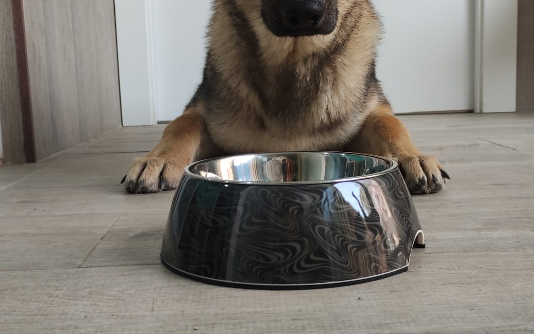 ¿CÓMO ELEGIR EL MEJOR PIENSO PARA MI PERRO?