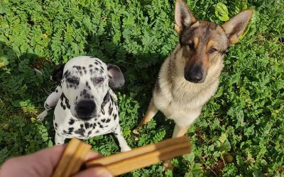 ¿CUAL ES LA MEJOR COMIDA PARA MI PERRO?