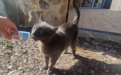 ¿QUÉ COMIDA ELIJO PARA MI GATO?