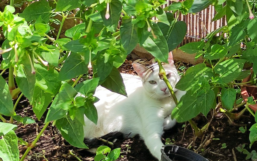 NECESIDADES Y PARTICULARIDADES NUTRICIONALES EN LOS GATOS